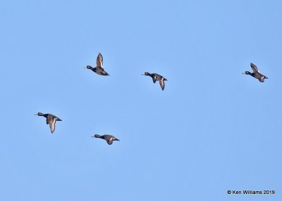 Ring-necked Ducks males, Tulsa Co, OK, 1-4-18, Jpa_30555.jpg