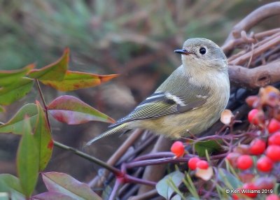 Ruby-crowned Kinglet, Rogers Co yard, OK, 12-28-18, Jpa_30082.jpg