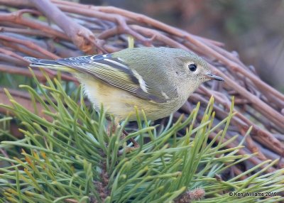 Ruby-crowned Kinglet, Rogers Co yard, OK, 12-28-18, Jpa_30107.jpg