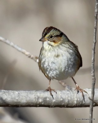 Swamp Sparrow, Tulsa Co,  OK, 1-4-18, Jpa_30501.jpg