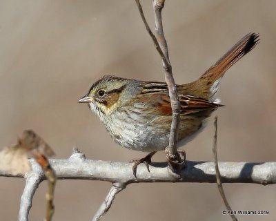 Swamp Sparrow, Tulsa Co,  OK, 1-4-18, Jpa_30505.jpg