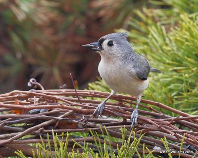 Tufted Titmouse, Rogers Co yard, OK, 12-31-18, Jpa_30465.jpg