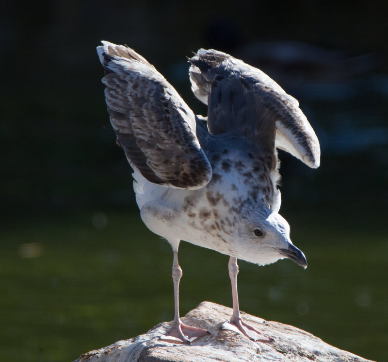 Larus fuscus