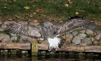 Larus fuscus or what?