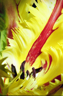 4 Tulipe perroquet