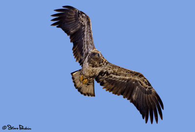 Juvenile Eagle