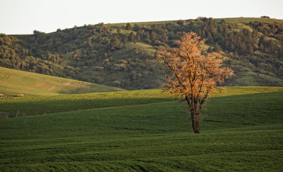 lone tree sunset.jpg