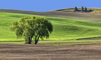 Treescape 1.jpg
