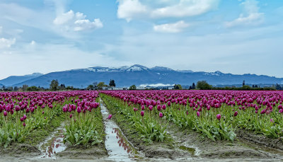 tulip_field_1.jpg