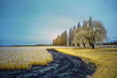 La_Connor_field.jpg