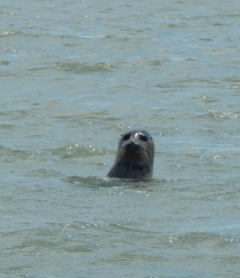 Sandwich Seal Spotting Trip