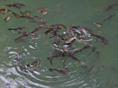 The Merganser Barge Trip