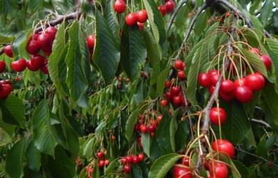 June 23 - A day with Auntie & Jaxx - picking cherries