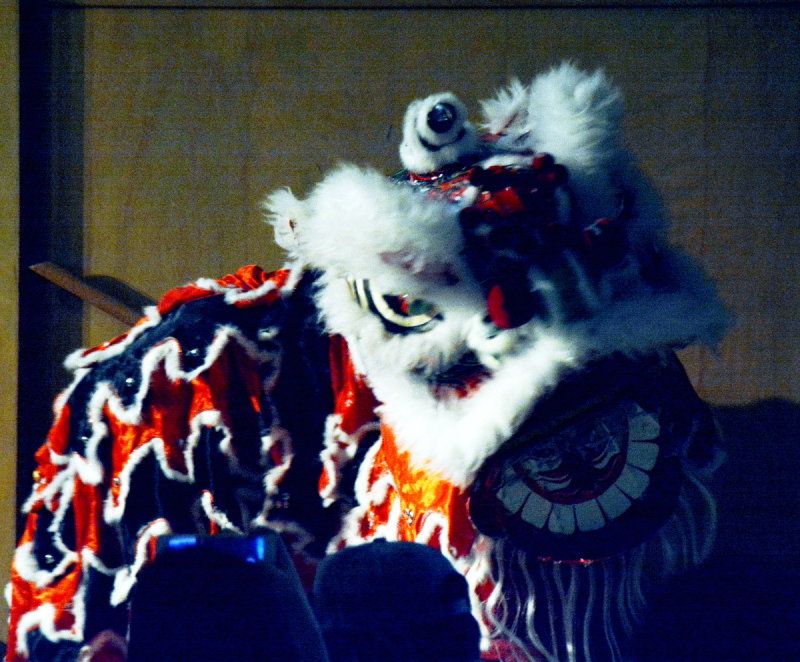 Chinesischer Lwe _DSC0035.JPG