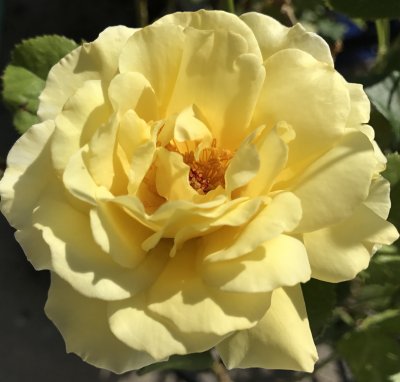 Yellow Domestic Rose