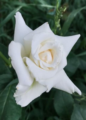 White Domestic Rose