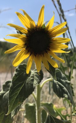 Sunflower-1st-of-season-2017.jpg