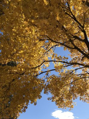 Autumn at Idaho State University