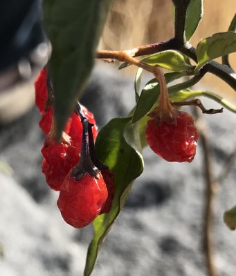 Live Leaves And Berries On Thanksgiving Day!