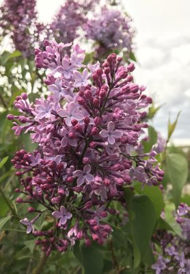 Lilacs