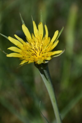 Star Flower IMG_7092.JPG