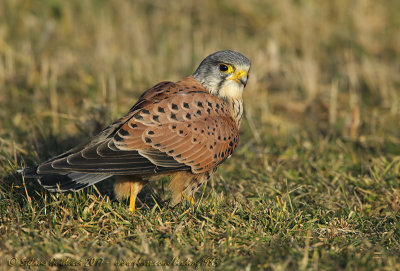 Gheppio (Falco tinnunculus) - Eurasian Kestrel	
