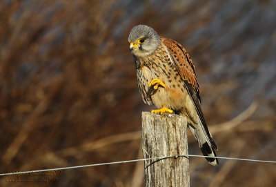 Gheppio (Falco tinnunculus) - Eurasian Kestrel	