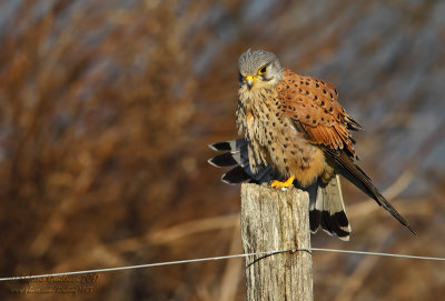 Gheppio (Falco tinnunculus) - Eurasian Kestrel	