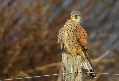 Gheppio	(Falco tinnunculus) - Eurasian Kestrel