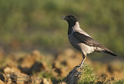Cornacchia grigia (Corvus cornix) - 	Hooded Crow	