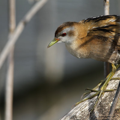 Schiribilla	 (Porzana parva) - Little Crake