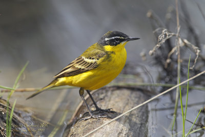 Cutrettola (Motacilla flava ssp superciliaris) - Yellow Wagtais