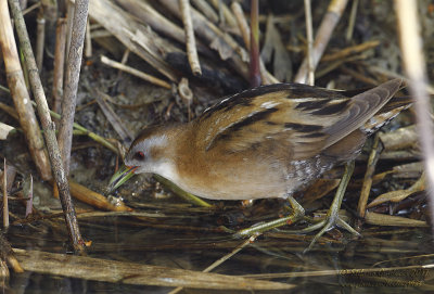 Schiribilla	 (Porzana parva) - Little Crake