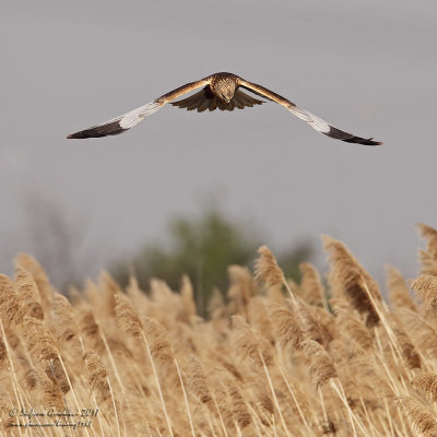 Falco di palude (Circus aeruginosus) - Western Marsh Harrier