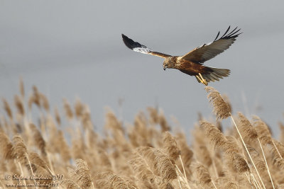 Falco di palude (Circus aeruginosus) - Western Marsh Harrier