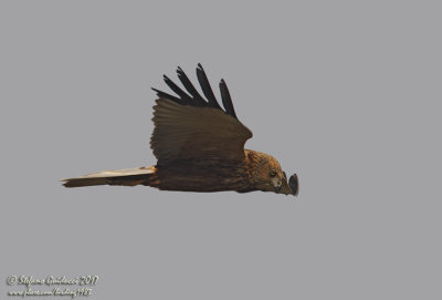 Falco di palude (Circus aeruginosus) - Western Marsh Harrier