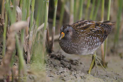 Voltolino (Porzana porzana) - Spotted Crake	