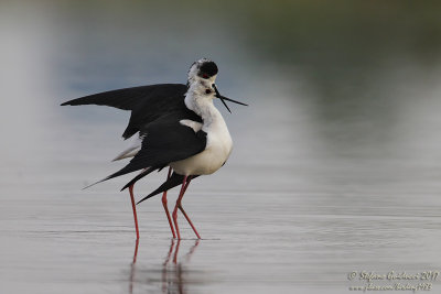 Cavaliere d'Italia (Himantopus himantopus) - Black-winged Stilt