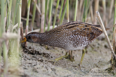 Voltolino (Porzana porzana) - Spotted Crake	