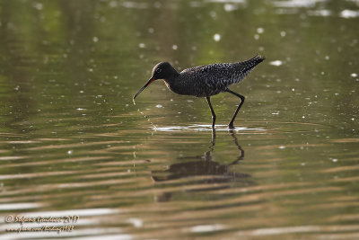 Totano moro (Tringa erythropus) - Spotted Redshank