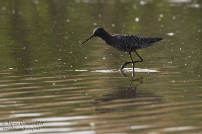 Totano moro (Tringa erythropus) - Spotted Redshank