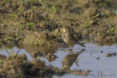 Pispola (Anthus pratensis) - Meadow Pipit	