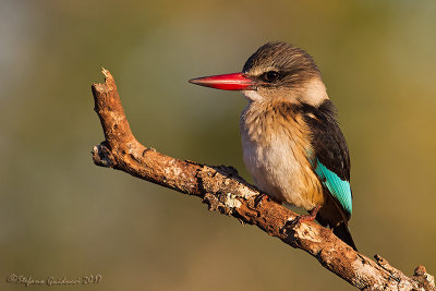 Brown-hooded Kingfisher  (Halcyon albiventris) 