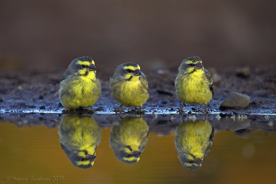 Yellow-fronted Canary  (Crithagra mozambica)