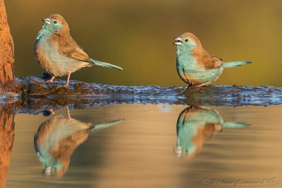 Blue waxbill (Uraeginthus angolensis)	