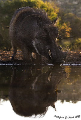 Facocero (Phacochoerus africanus)