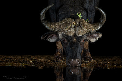 Bufalo cafro (Syncerus caffer)