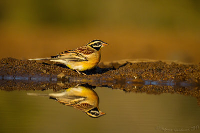 Golden-breasted Bunting (Emberiza flaviventris)