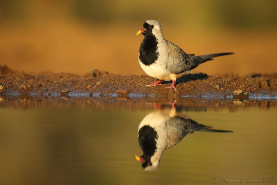 Namaqua Dove (Oena capensis)