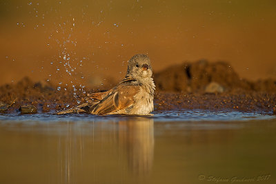 Southern Grey-headed Sparrow (Passer diffusus)